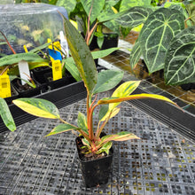 Load image into Gallery viewer, Philodendron Red Congo, Exact Plant Variegated Ships Nationwide