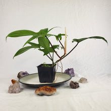 Load image into Gallery viewer, Philodendron Florida Beauty Green Form 4" pot, Fedex 2 day*