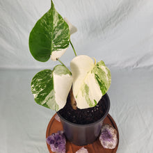 Load image into Gallery viewer, Monstera Borsigiana Albo Deliciosa, Exact Plant Variegated