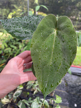 Load image into Gallery viewer, Anthurium (Ace of Spades Dark Form x Kunayalense) x Pap FS 2.5" pot, Fedex 2day*