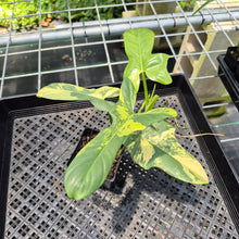 Load image into Gallery viewer, Philodendron Bipennifolium Variegated exact plant, Fedex 2day*