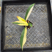 Load image into Gallery viewer, Philodendron Wend Imbe, Exact Plant Variegated Ships Nationwide