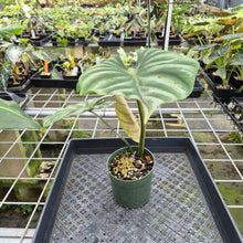Load image into Gallery viewer, Philodendron Plowmanii 'Round Form' exact plant, Fedex 2day*