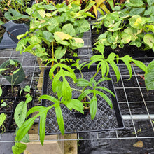 Load image into Gallery viewer, Philodendron Quercifolium, Exact Plant Ships Nationwide