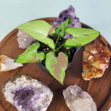 Load image into Gallery viewer, Syngonium Strawberry Milk Variegated 2.5" Pot, Fedex 2 day*