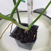 Load image into Gallery viewer, Philodendron Quercifolium 2.5" Pot, Fedex 2 day*