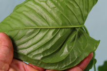 Load image into Gallery viewer, Anthurium Propinquum, exact plant, ships nationwide