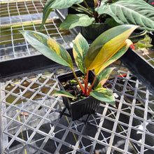 Load image into Gallery viewer, Philodendron Red Congo, Exact Plant Variegated Ships Nationwide