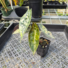 Load image into Gallery viewer, Alocasia Sedenii Aurea Variegated exact plant, Fedex 2day*
