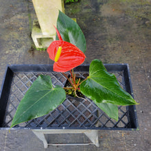Load image into Gallery viewer, Anthurium Tropic Sunrise Bicolor Obake, Exact Plant Variegated Ships Nationwide