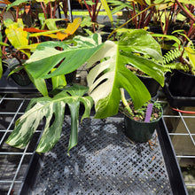 Load image into Gallery viewer, Monstera Borsigiana Albo Deliciosa, Exact Plant Variegated Ships Nationwide