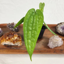 Load image into Gallery viewer, Anthurium Sp. Limon 2.5" starter pot, ships nationwide