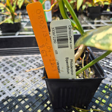 Load image into Gallery viewer, Philodendron Bipennifolium Variegated exact plant, Fedex 2day*