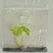 Load image into Gallery viewer, Alocasia Watsoniana Doff. Pink Variegated tissue culture 2DayAir