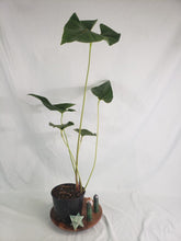 Load image into Gallery viewer, Anthurium Decipiens 6" pot, Fedex 2day