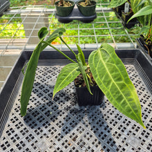 Load image into Gallery viewer, Anthurium Warocqueanum, Queen exact plant, Fedex 2day*