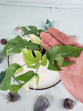 Load image into Gallery viewer, Tetrasperma, exact plant, variegated Rhaphidophora, ships nationwide