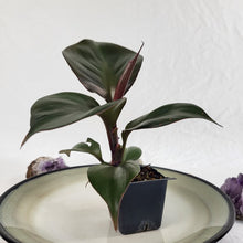 Load image into Gallery viewer, Philodendron Red Heart 2.5" Pot, Fedex 2 day*