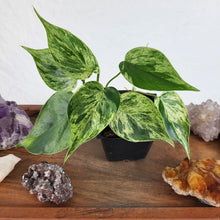 Load image into Gallery viewer, Philodendron Hederaceum, Heart Leaf Variegated 2.5" pot, Fedex 2day*
