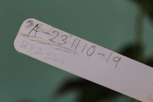 Load image into Gallery viewer, Anthurium Papillilaminum 'Fort Sherman', exact plant, ships nationwide