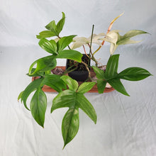 Load image into Gallery viewer, Philodendron Florida Ghost, Exact Plant Ships Nationwide