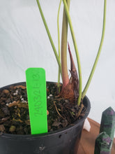 Load image into Gallery viewer, Anthurium Decipiens 6" pot,, Fedex 2 day*