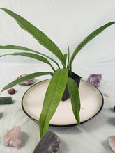 Load image into Gallery viewer, Philodendron Acutifolium, Exact Plant