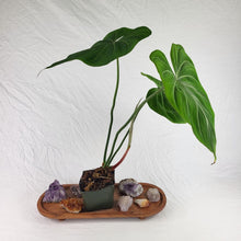 Load image into Gallery viewer, Philodendron Gloriosum, Dark Form 4" pot, Fedex 2 day*