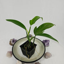 Load image into Gallery viewer, Philodendron Panduriforme 4" pot, Fedex 2day*