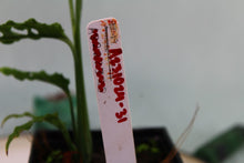 Load image into Gallery viewer, Monstera Obliqua Peru Exact Plant Ships nationwide