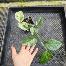 Load image into Gallery viewer, Epipremnum Pinnatum Marble, Exact Plant Variegated Ships Nationwide