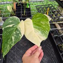 Load image into Gallery viewer, Monstera Borsigiana Albo Deliciosa, Exact Plant Variegated Ships Nationwide