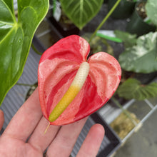 Load image into Gallery viewer, Anthurium Shibori Koi "orange speckled" exact plant, Fedex 2day*