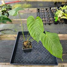 Load image into Gallery viewer, Anthurium Propinquum, Exact Plant Ships Nationwide
