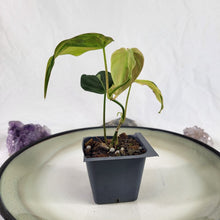 Load image into Gallery viewer, Philodendron Hederaceum Micans Aurea, 2.5” pot, Fedex 2 day*