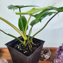 Load image into Gallery viewer, Philodendron 69686, Exact Plant