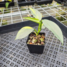 Load image into Gallery viewer, Philodendron Hastatum Silver Sword Variegated exact plant, Fedex 2day*