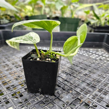 Load image into Gallery viewer, Scindapsus Silver Night King Variegated 2.5" pot, Fedex 2day*