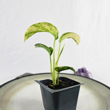 Load image into Gallery viewer, Epipremnum Pinnatum Sunburst Variegated 2.5" pot, Fedex 2day*