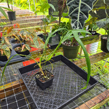Load image into Gallery viewer, Philodendron Holtonianum, Exact Plant Ships Nationwide
