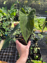 Load image into Gallery viewer, Anthurium Papillilaminum Fort Sherman X Ralph Lynam 4" pot, Fedex 2day*