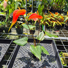 Load image into Gallery viewer, Anthurium Tropic Sunrise Bicolor Obake 2DayAir
