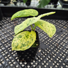 Load image into Gallery viewer, Scindapsus Jade Satin Marble Queen Variegated exact plant, Fedex 2day*