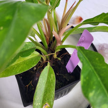 Load image into Gallery viewer, Philodendron Ring Of Fire, Exact Plant Variegated Ships Nationwide