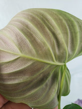 Load image into Gallery viewer, Philodendron Splendid, Exact Plant