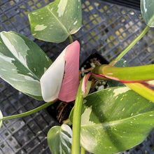 Load image into Gallery viewer, Philodendron White Princess Variegated exact plant, Fedex 2day*