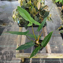Load image into Gallery viewer, Philodendron Mexicanum, Exact Plant Ships Nationwide