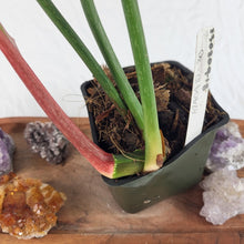 Load image into Gallery viewer, Philodendron Gloriosum, Dark Form 4" pot, Fedex 2 day*