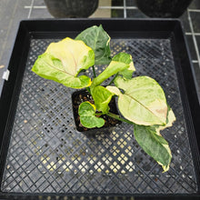 Load image into Gallery viewer, Syngonium Mango Allusion, Orm Thong, Exact Plant Variegated Ships Nationwide