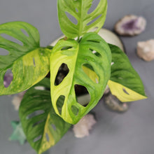 Load image into Gallery viewer, Monstera Adansonii Aurea Variegated 4" pot, Fedex 2day*